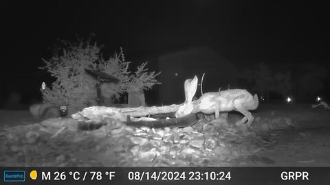 Jackrabbit getting a drink