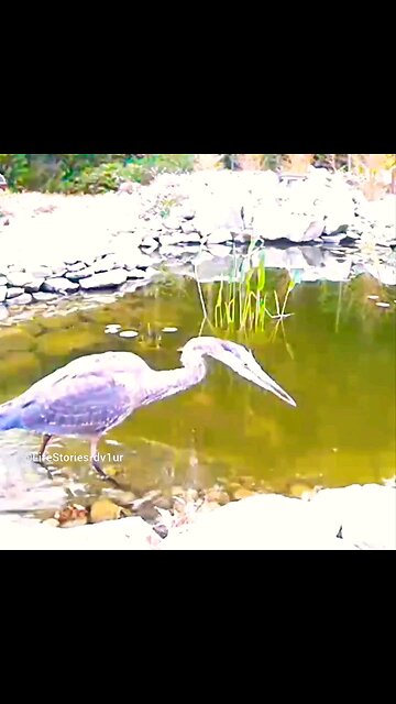 Heron at our pond #herons #shorts #short #wildlife