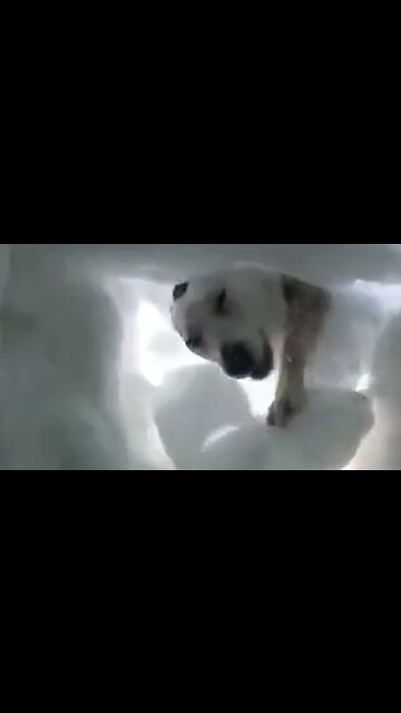 Man buried in snow records moment when rescue dog saves him