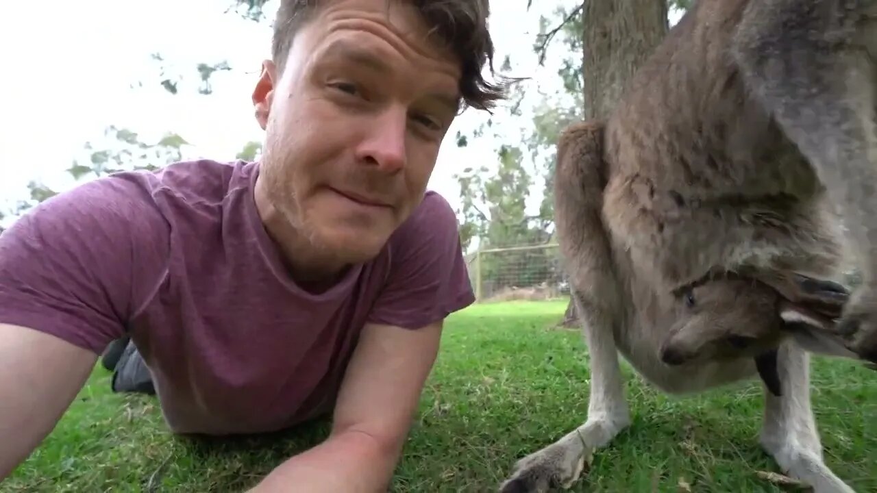 Clumsy Baby Kangaroo Learns To Hop 🦘 - The Lifestyle of a Cute Baby-9