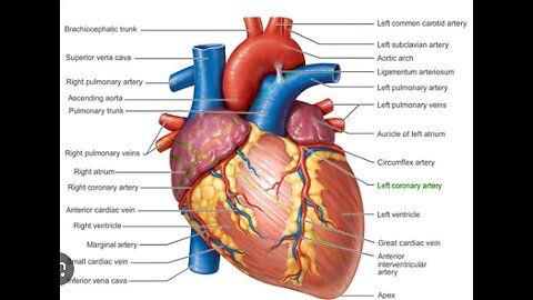 Anatomy of Heart