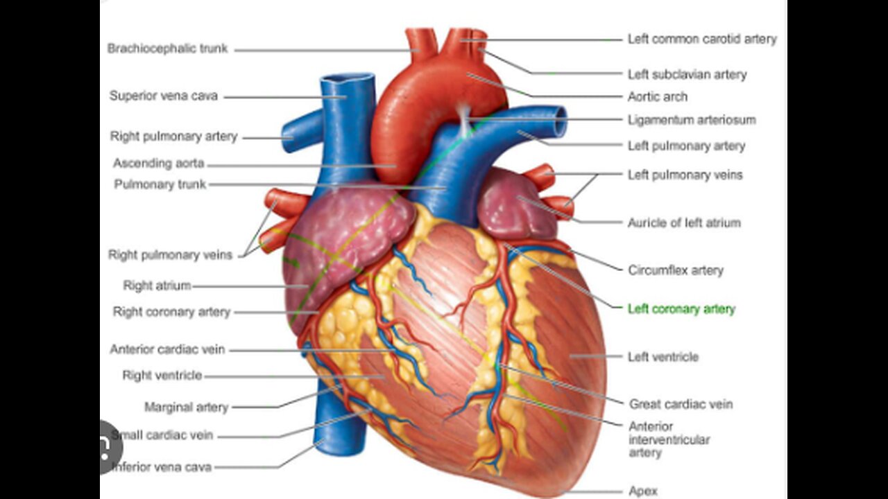 Anatomy of Heart