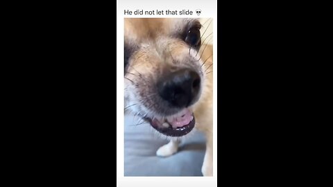 Cute & Funny Dog Compliation 🤣🐶 Part 3