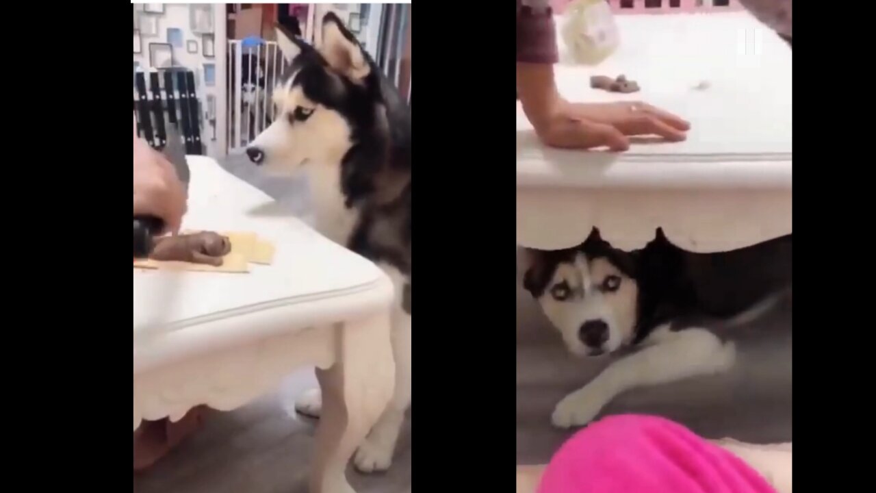 Cutting dogs cake and the dog went inside the table !! Try not to laugh !! Funnt dog reaction!!