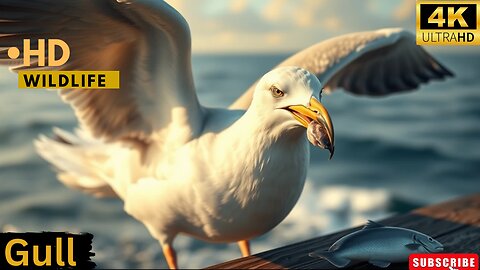 Craziest Seagull Moments Caught on Camera - HILARIOUS Bird Behavior! ll Epic Fail ll