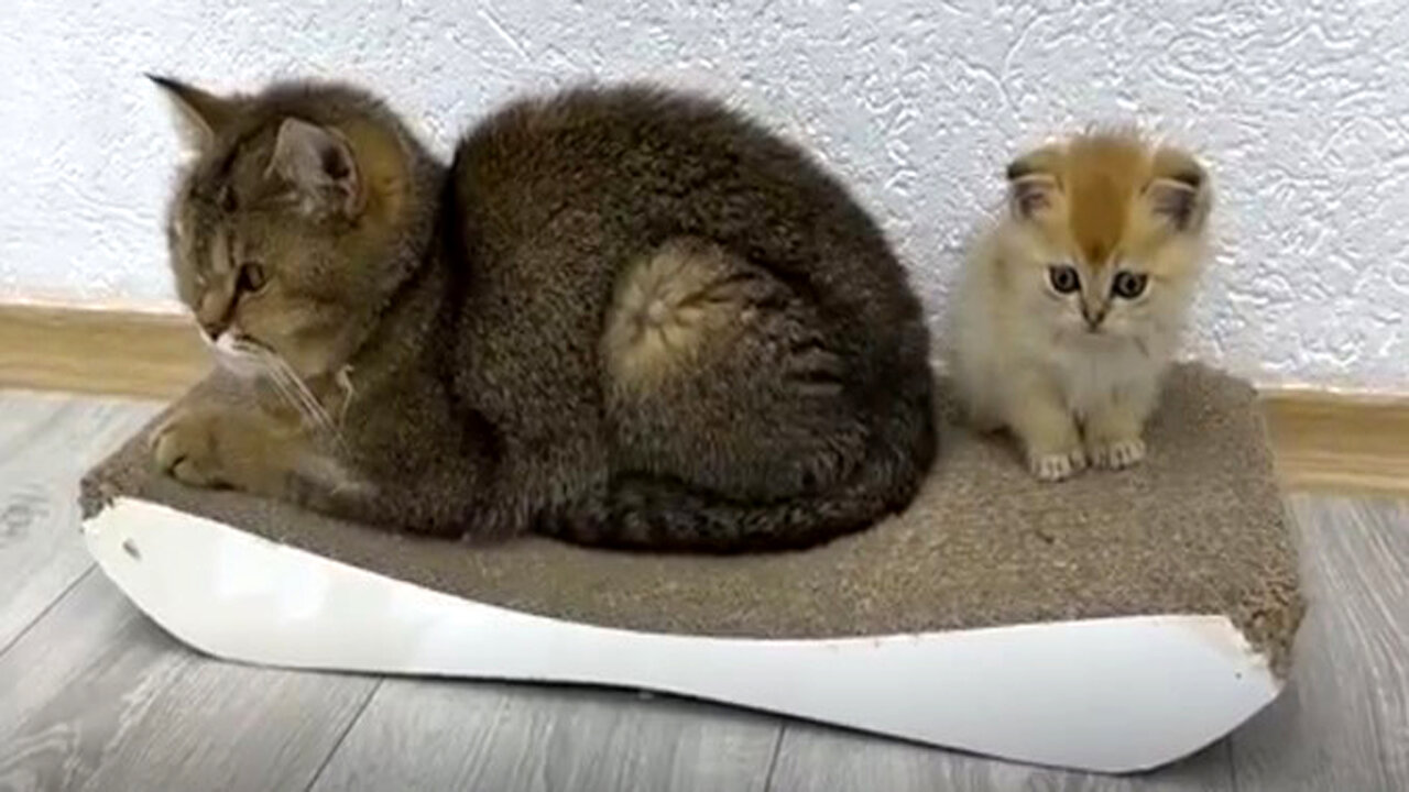 Kittens Continue To Fight Until Their Mother Cat Calls to Settle Down!