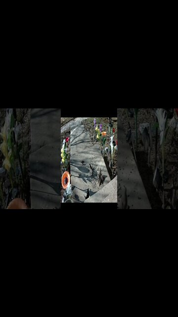 Starlings Fighting #Shorts 🌲