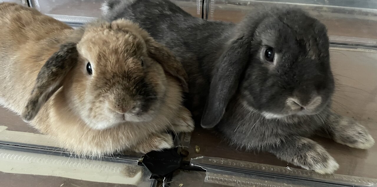 Bunny Opens Box on His Own!