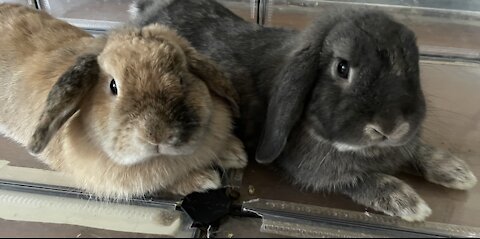 Bunny Opens Box on His Own!