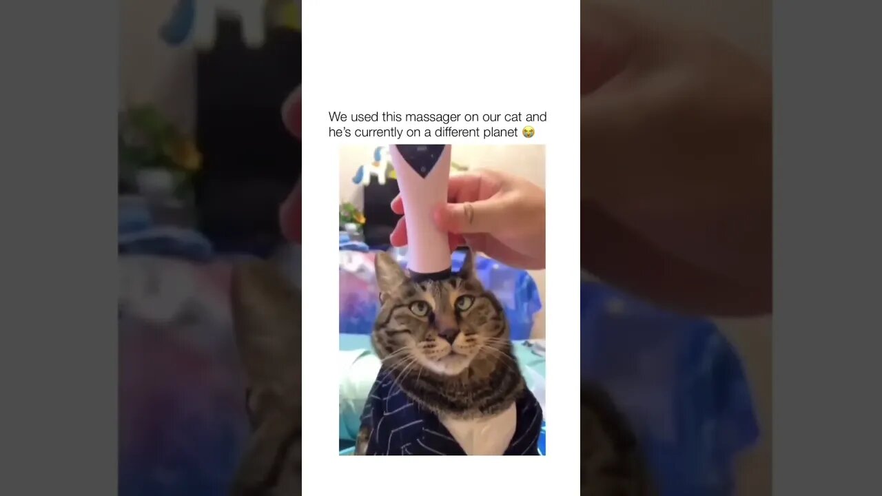 He is on another planet 😂 #cat #massage #funny #shorts