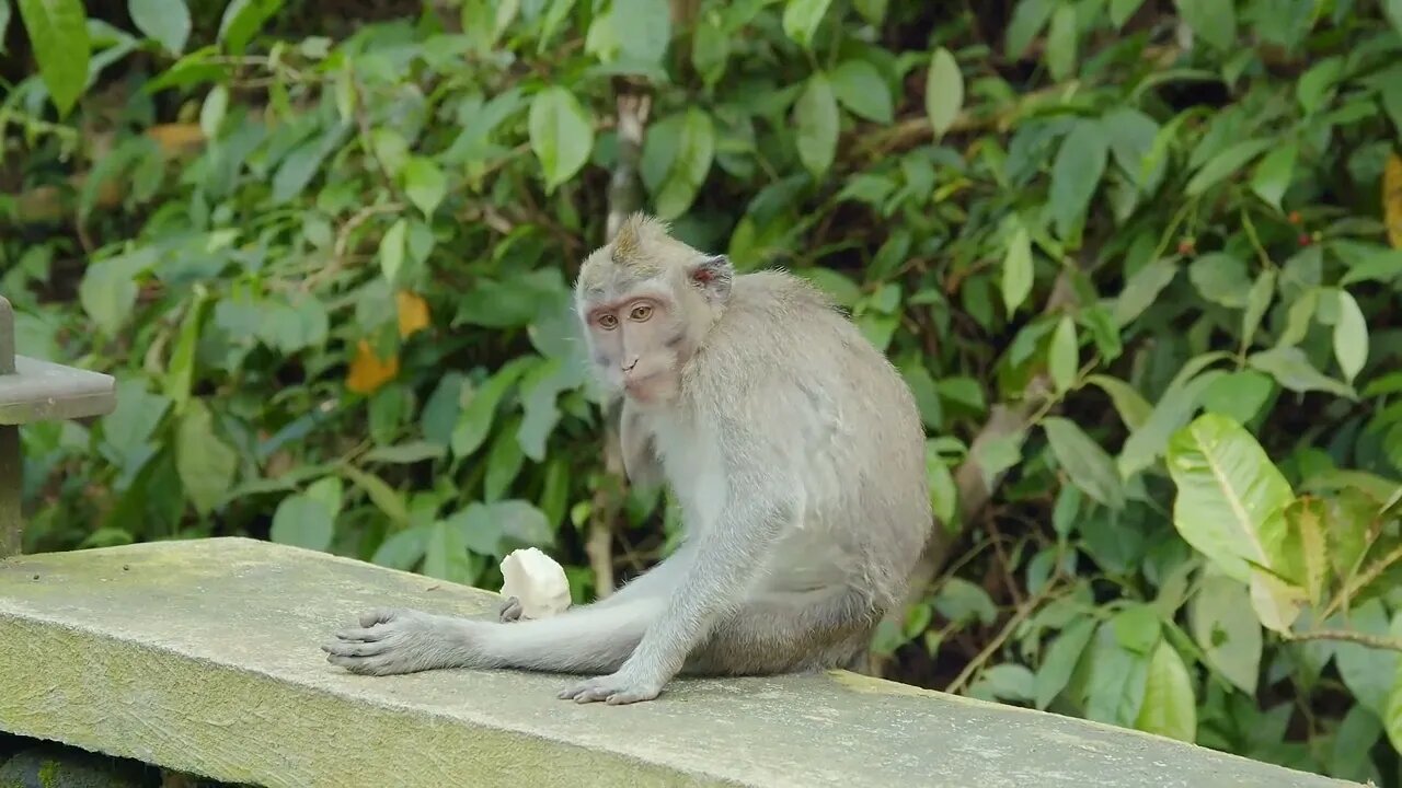 The monkey is eating and scratching at the same time