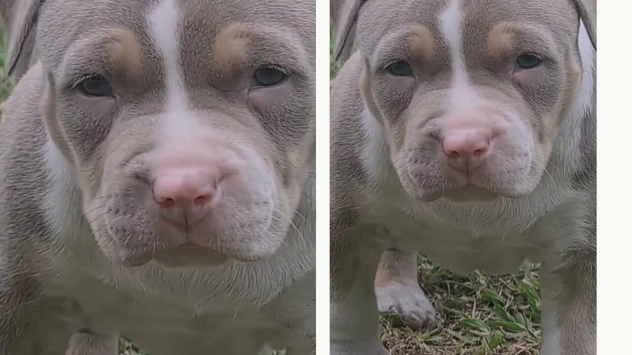 Small little Cute Dog 🐕