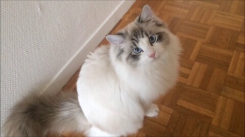 MEET “Yuki” The Ragdoll Kitten Sweet Meows