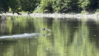 Cormorant telling me adiós 😊