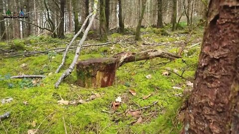 Forest Meatloaf "Cake" full of goodness ASMR Wilderness Cooking! NO TALK