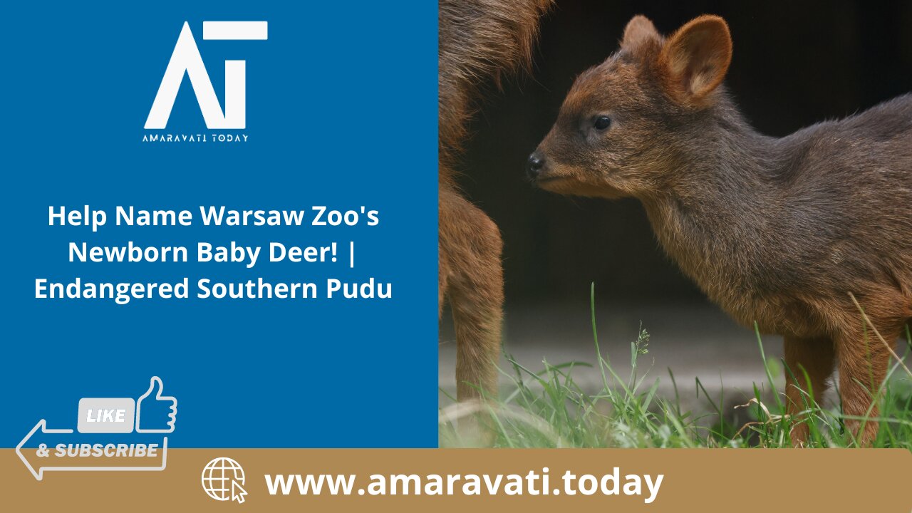 Help Name Warsaw Zoo's Newborn Baby Deer! Endangered Southern Pudu | Amaravati Today