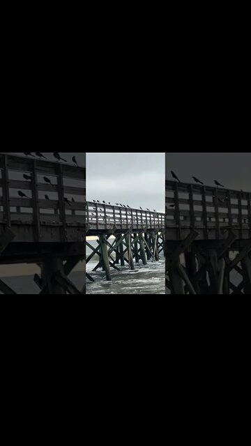 Birds on a Pier #freebird