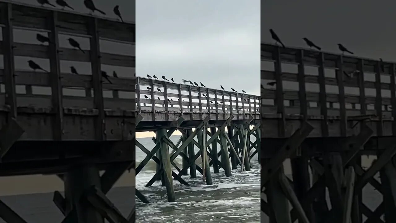 Birds on a Pier #freebird
