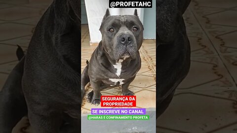 A cerca é pra sua segurança é não para dele. Entra distraído 😁. #shorts #cachorro #pitbull #gatos