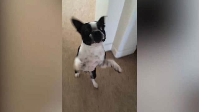 Puppy Walks Like A Human