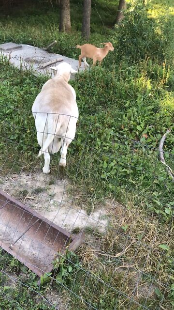 Male sheep following female Goat. Possible baby Geeps in the future