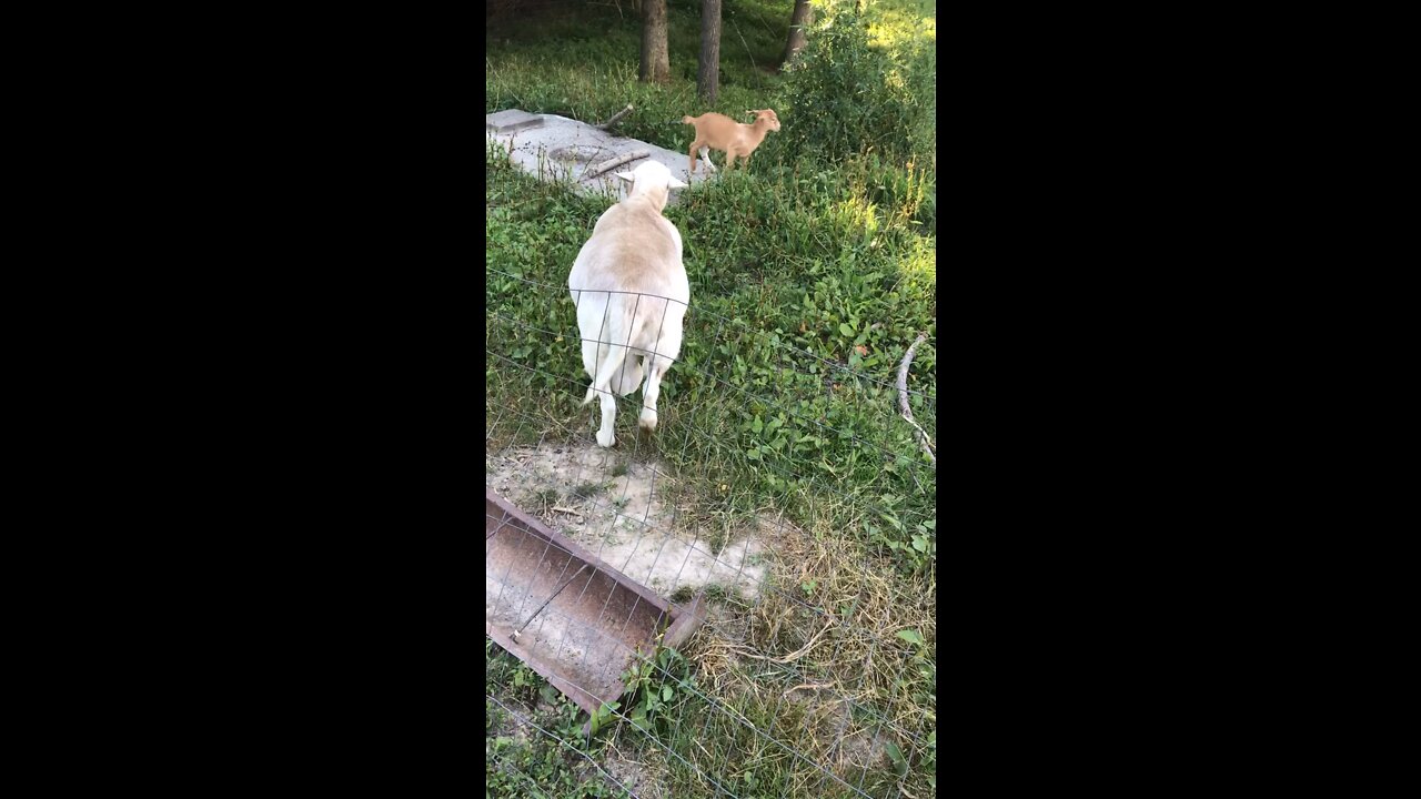 Male sheep following female Goat. Possible baby Geeps in the future