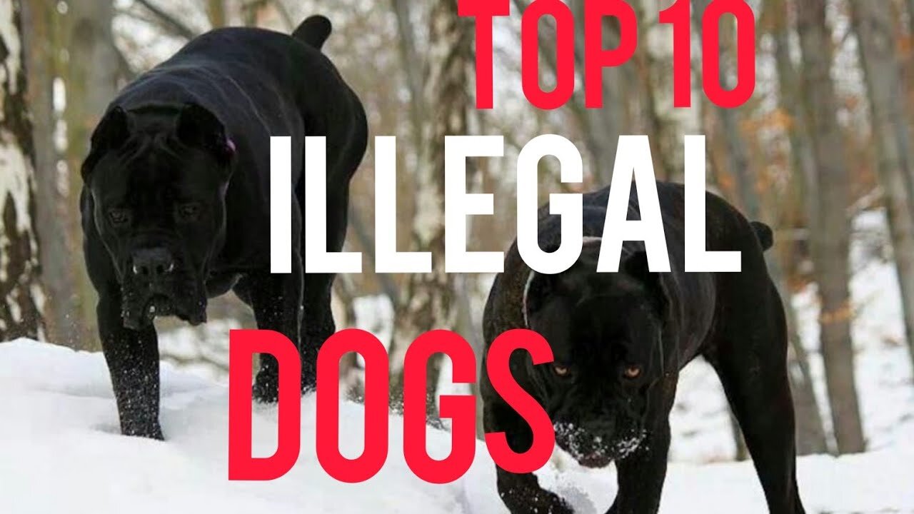 The Top 10 Most Illegal Dog Breeds In The World!