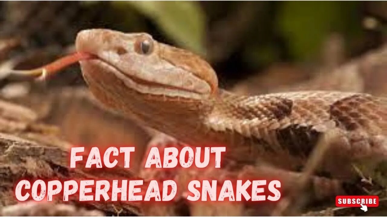 COPPERHEAD SNAKES: FACT ABOUT COPPERHEAD - Snake Discovery Channel (Documentary)