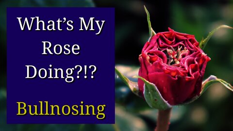 Bullnosing and Proliferation in Roses