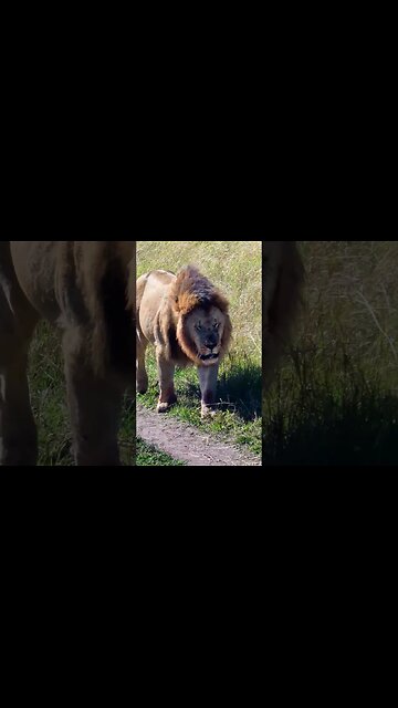 Lion Walking By #Wildlife | #ShortsAfrica | HolidaysWithShorts