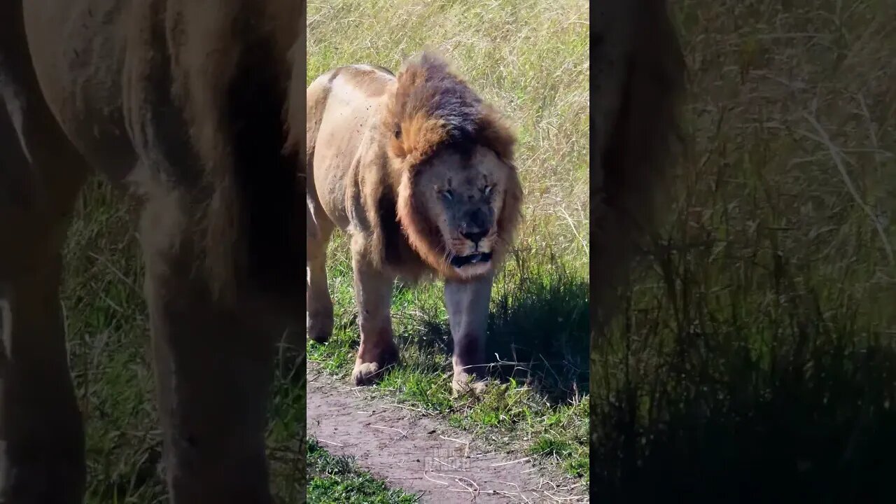 Lion Walking By #Wildlife | #ShortsAfrica | HolidaysWithShorts