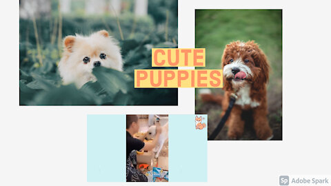 Cute puppies and Funny Videos Compilation
