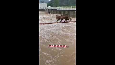 cat dangerous