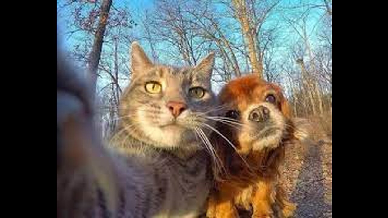 Funniest Dogs and Cats Videos 😁