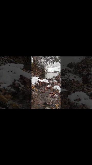 Snowfall ASMR…starts slow and then falls heavy #nigeriandwarf #farmlife #goats