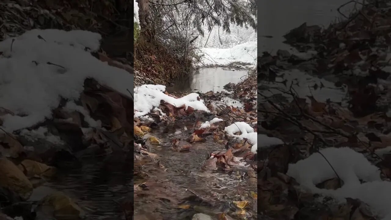 Snowfall ASMR…starts slow and then falls heavy #nigeriandwarf #farmlife #goats