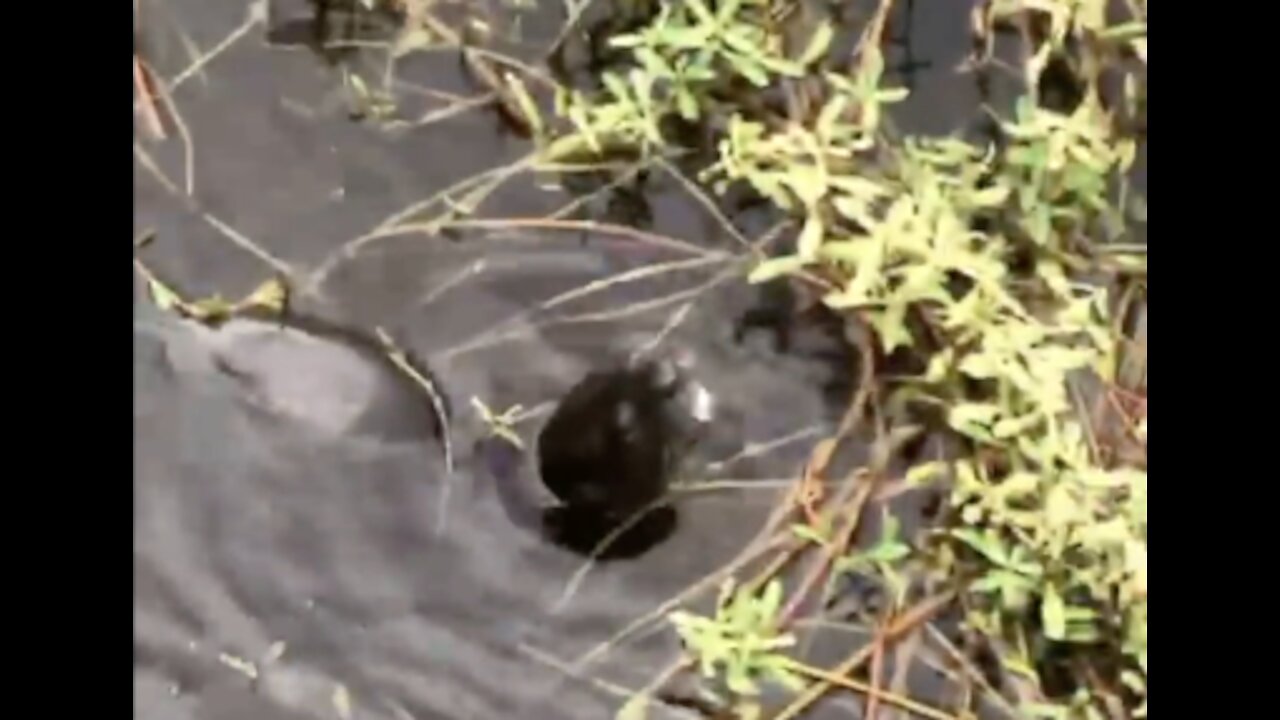 Wild Florida Otter eating dinner