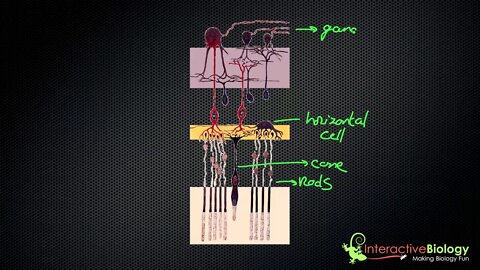 034 How Lateral Inhibition enhances Visual Edges