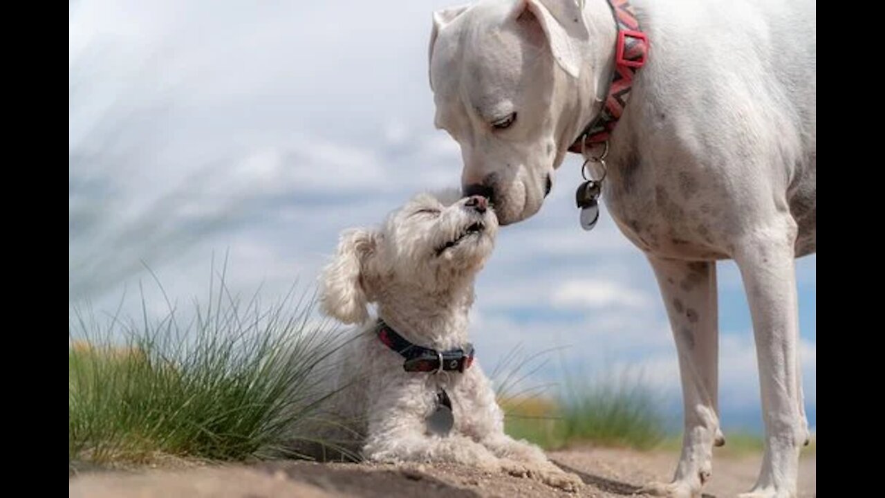 PUPPY VIDEO WITH THEIR MOTHER