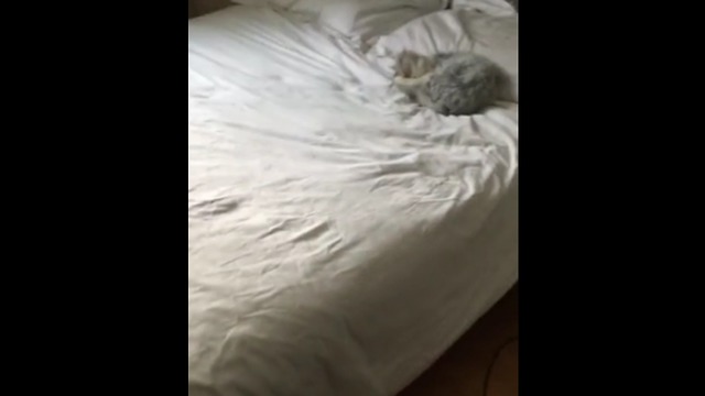 Bet You Haven't Heard A Cat Make This Noise Before