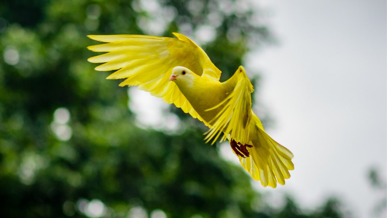 Beautiful Birds - Nature and Wildlife