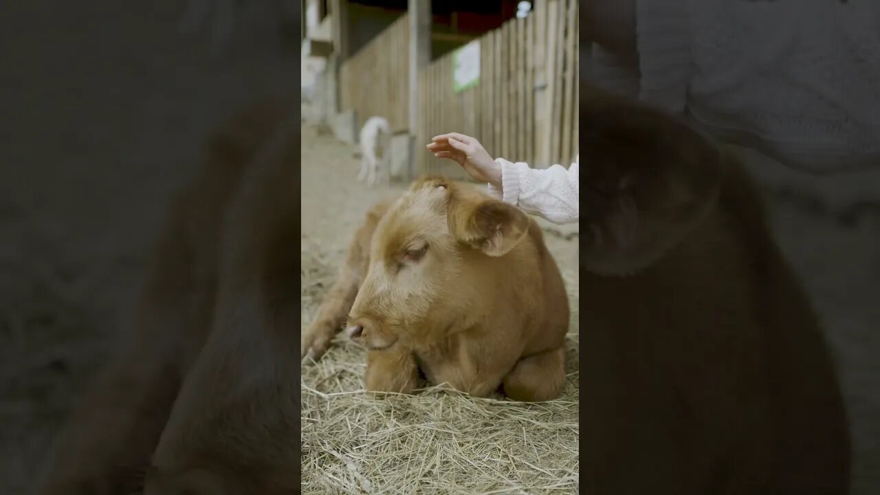 Cute animal video.