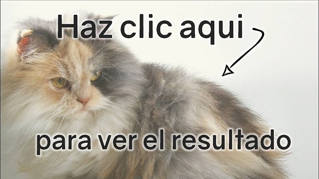 Quiz de gatos: Puntaje más alto