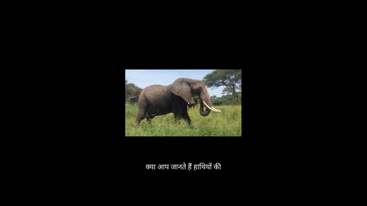 Elephant facts