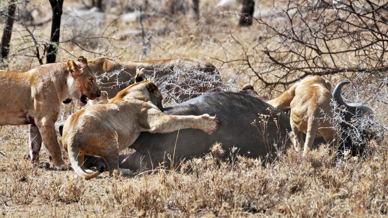 Lion hunting Animal