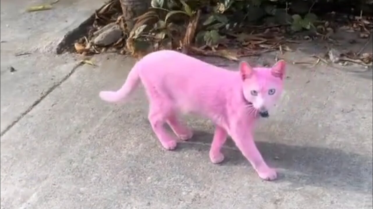 Pink cat is real!