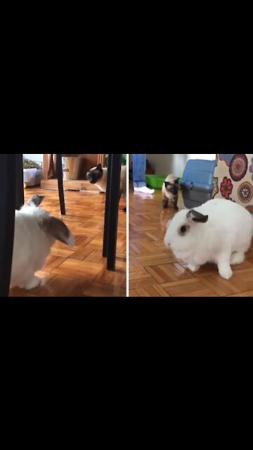Cats shocked at presence of giant bunny rabbit