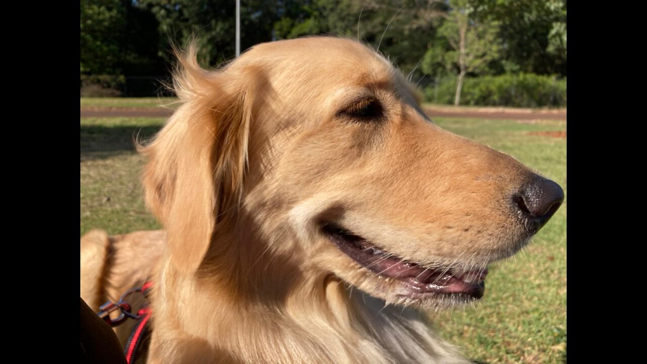 Funny dog: Golden retriever