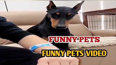 Funny Pets | Funny Pets Video