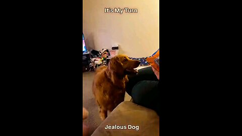 Jealous Dog